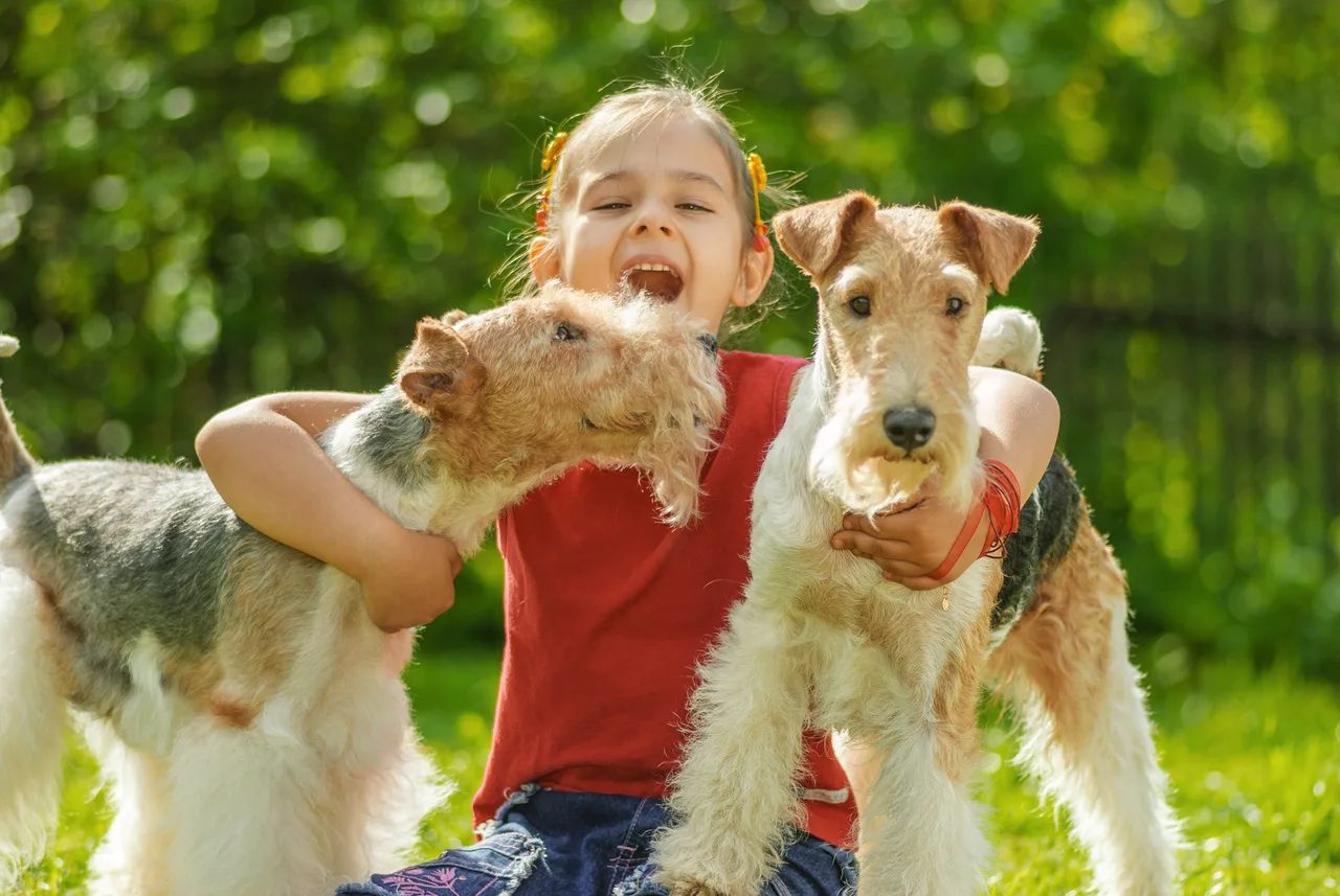 Foxterrier Draadhaar