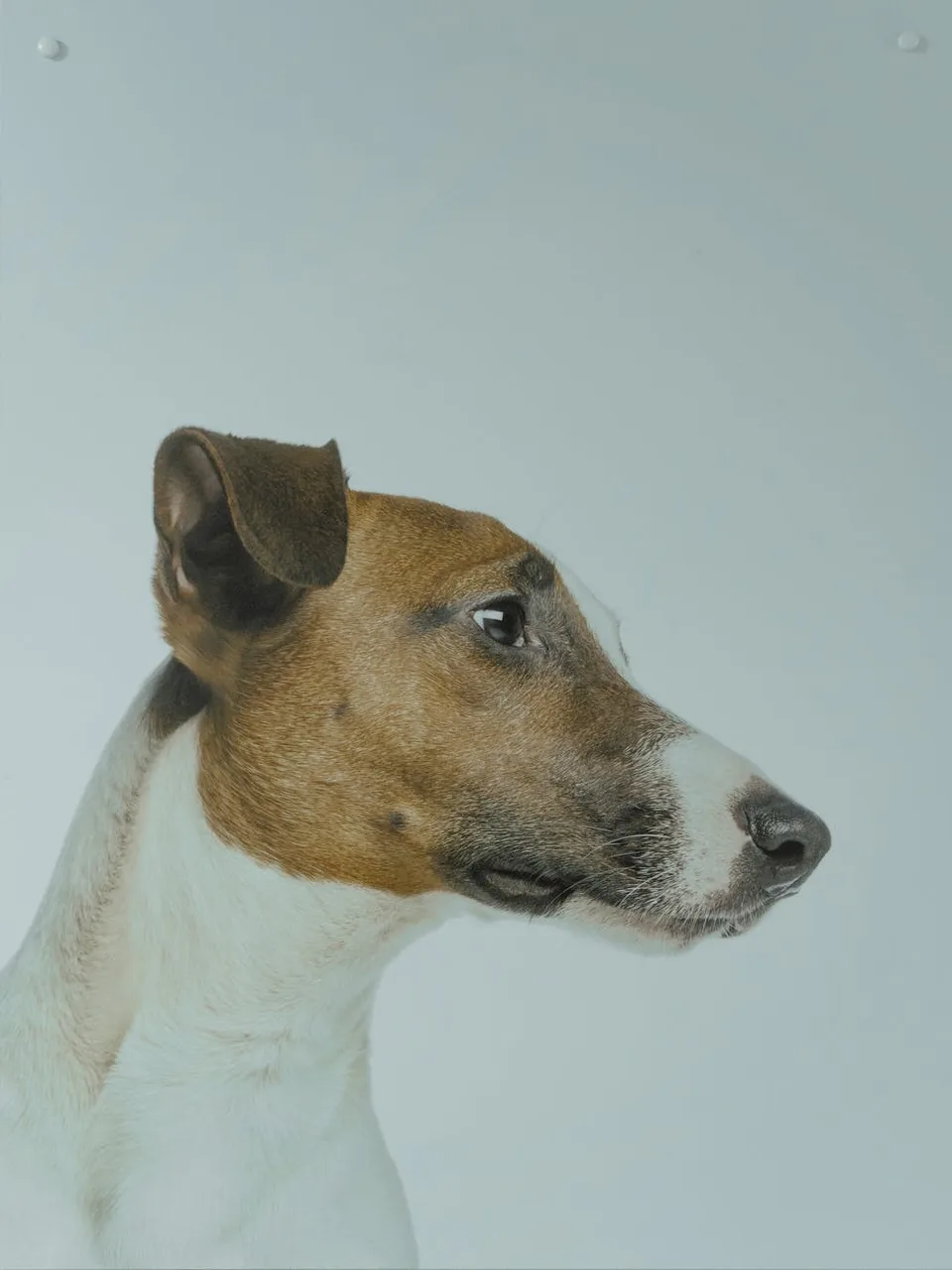 Foxterriër Gladhaar