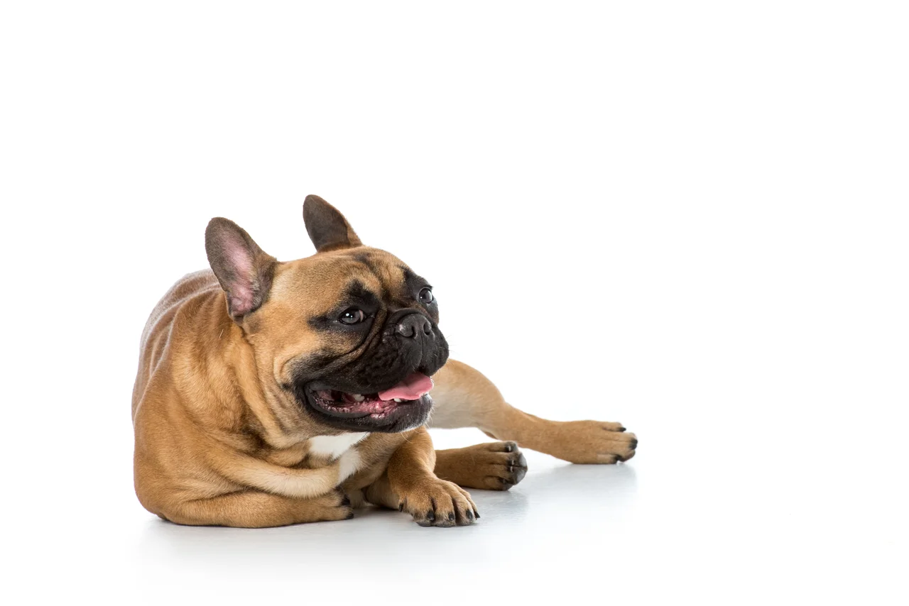 volwassen Franse Bulldog