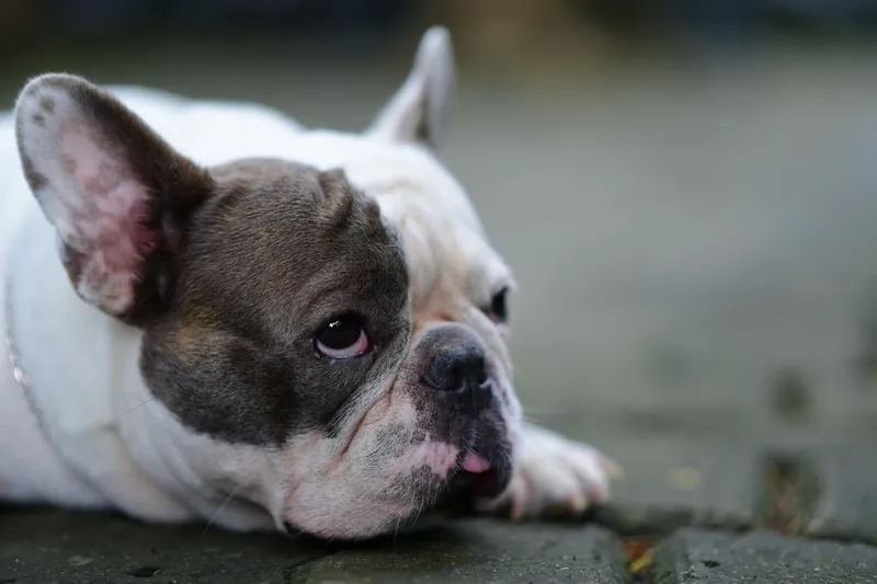 Franse Bulldog