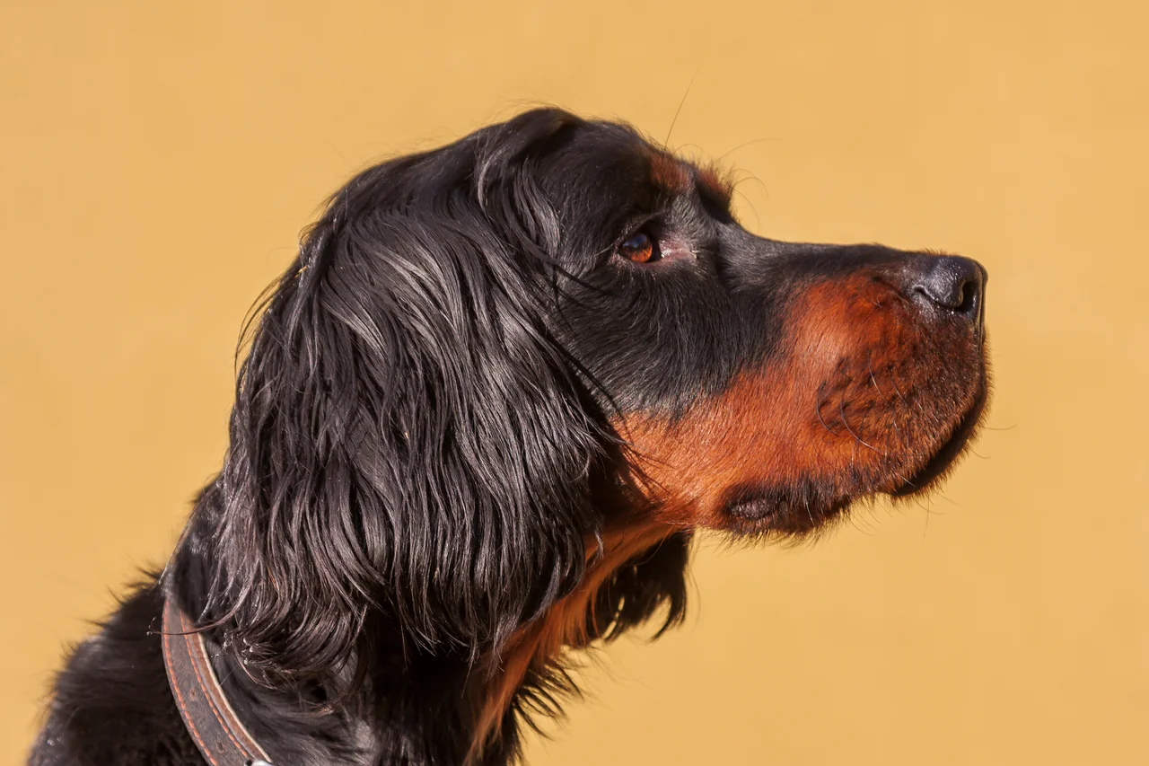 Gordon Setter