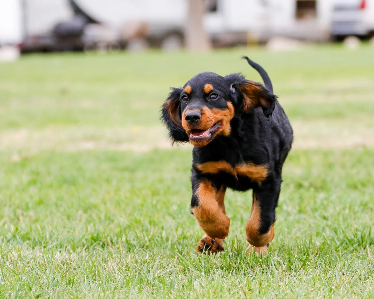 Gordon Setter pup