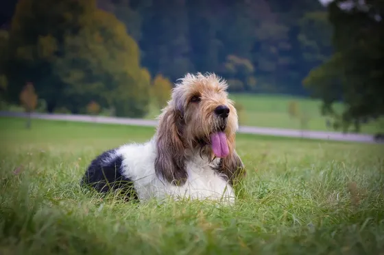 Grand Basset Griffon Vendéen