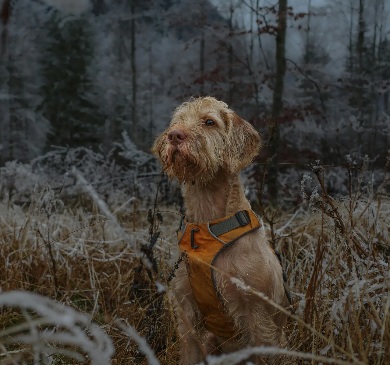 Griffon Fauve de Bretagne