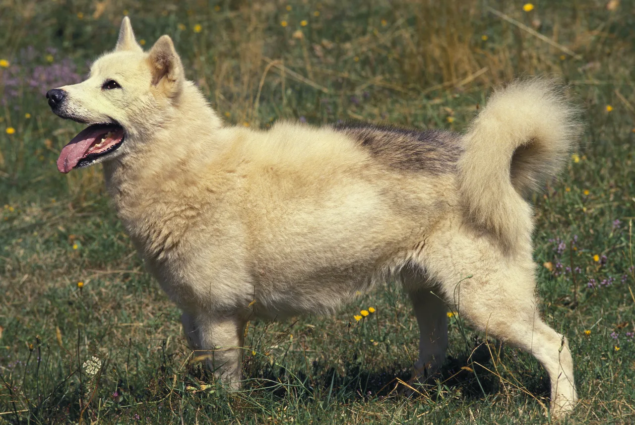 Groenlandhond