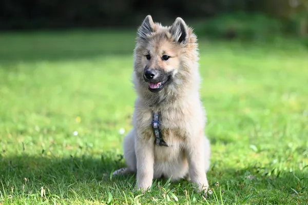 Grote Spitz
