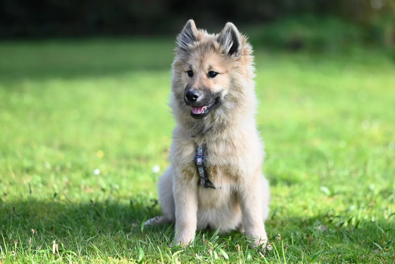 Grote Spitz