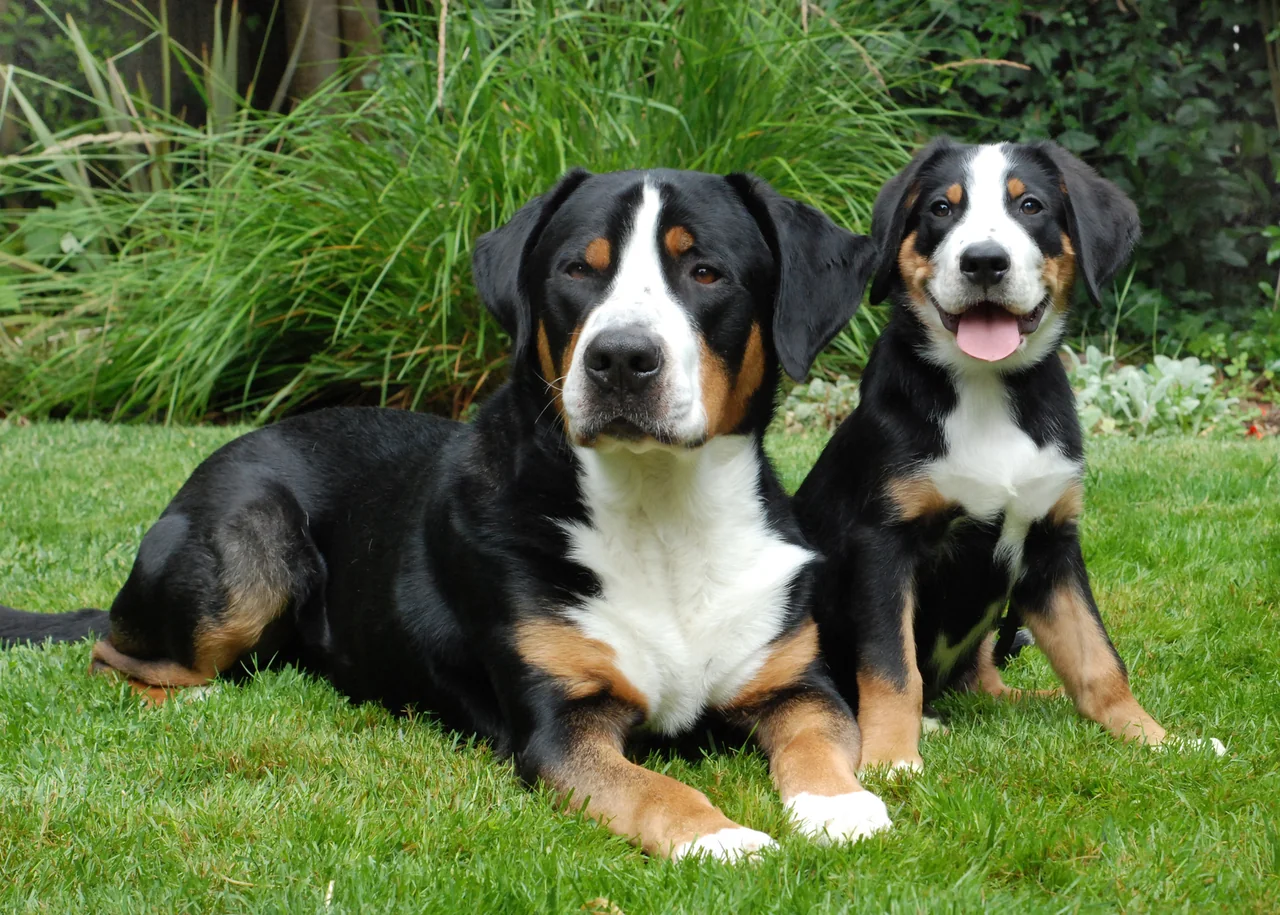 Grote Zwitserse Sennenhond