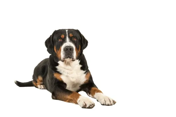 Grote Zwitserse Sennenhond