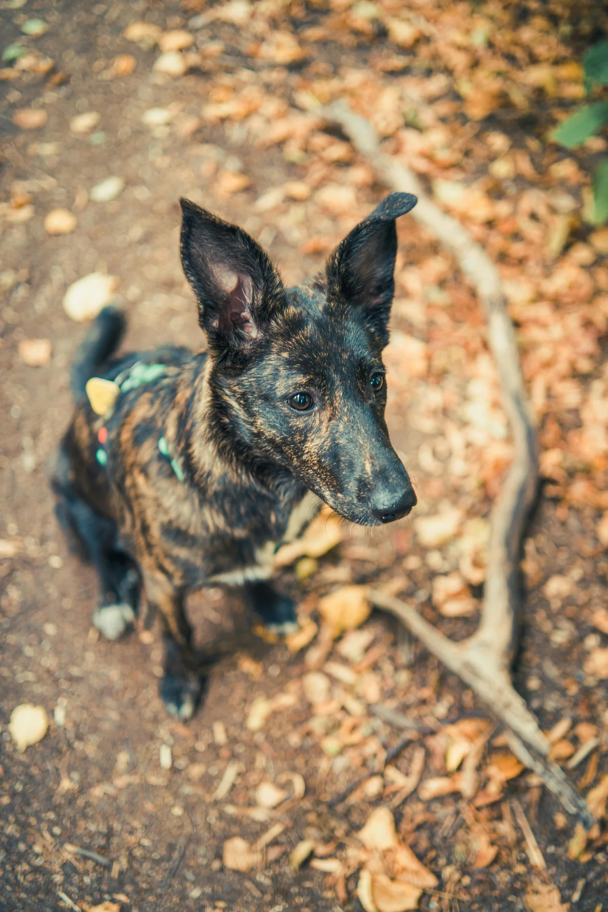 Hollandse Herdershond pup