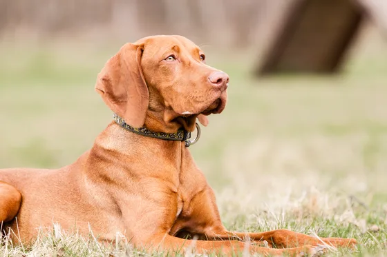Hongaarse Vizsla