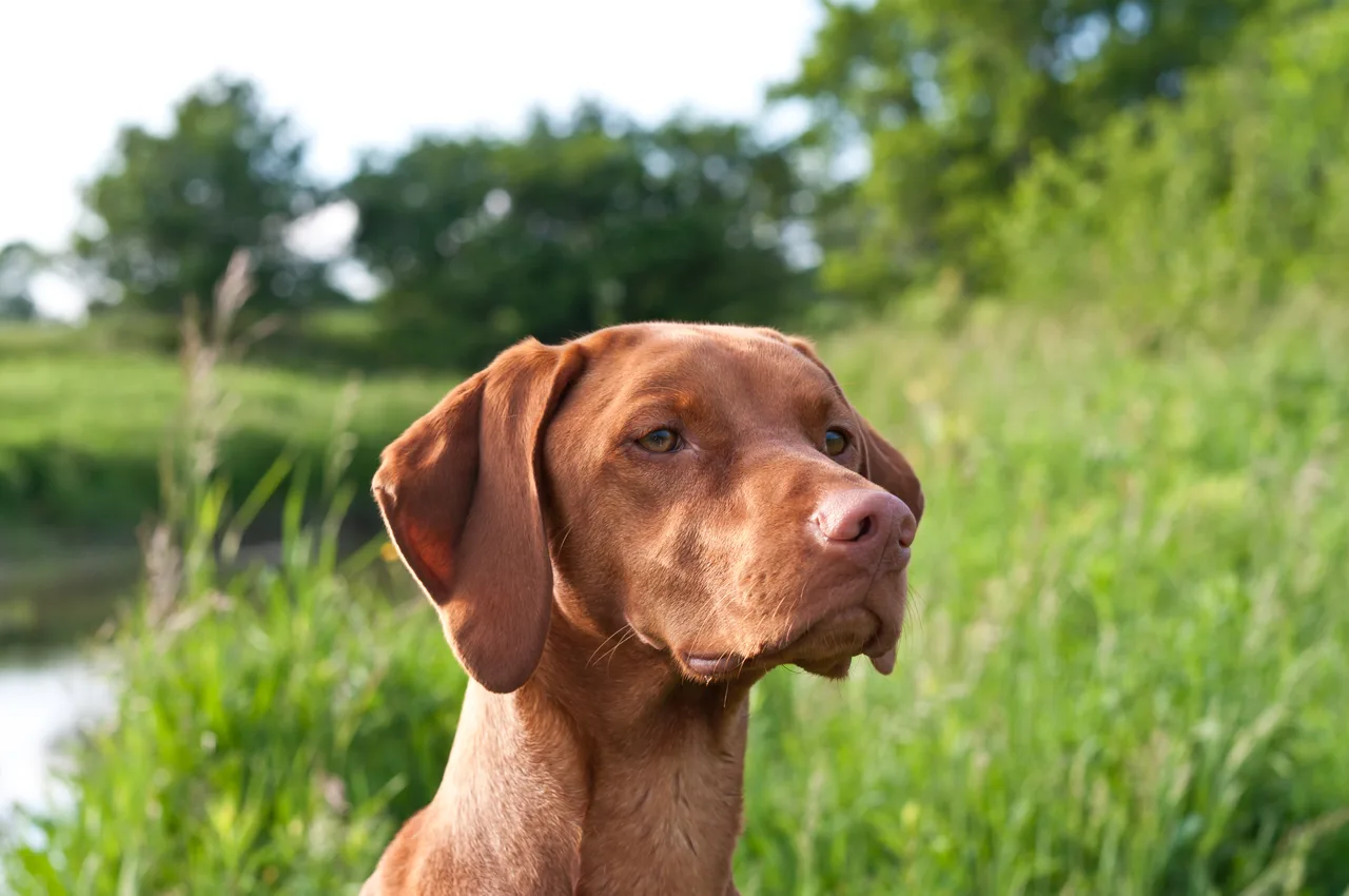 Hongaarse Vizsla