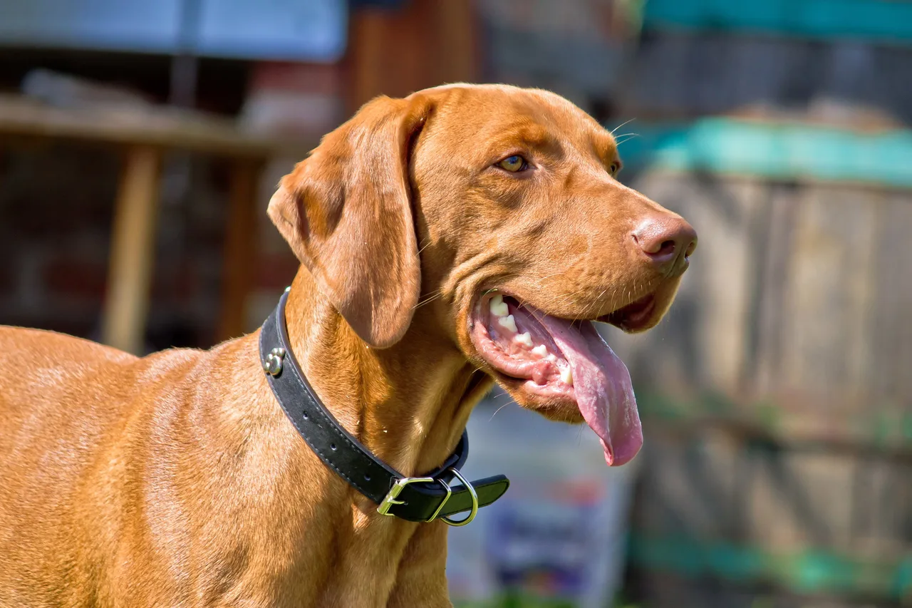 Hongaarse Vizsla