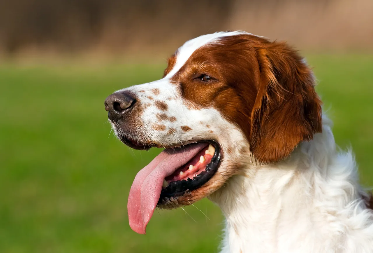 Ierse rood-witte Setter