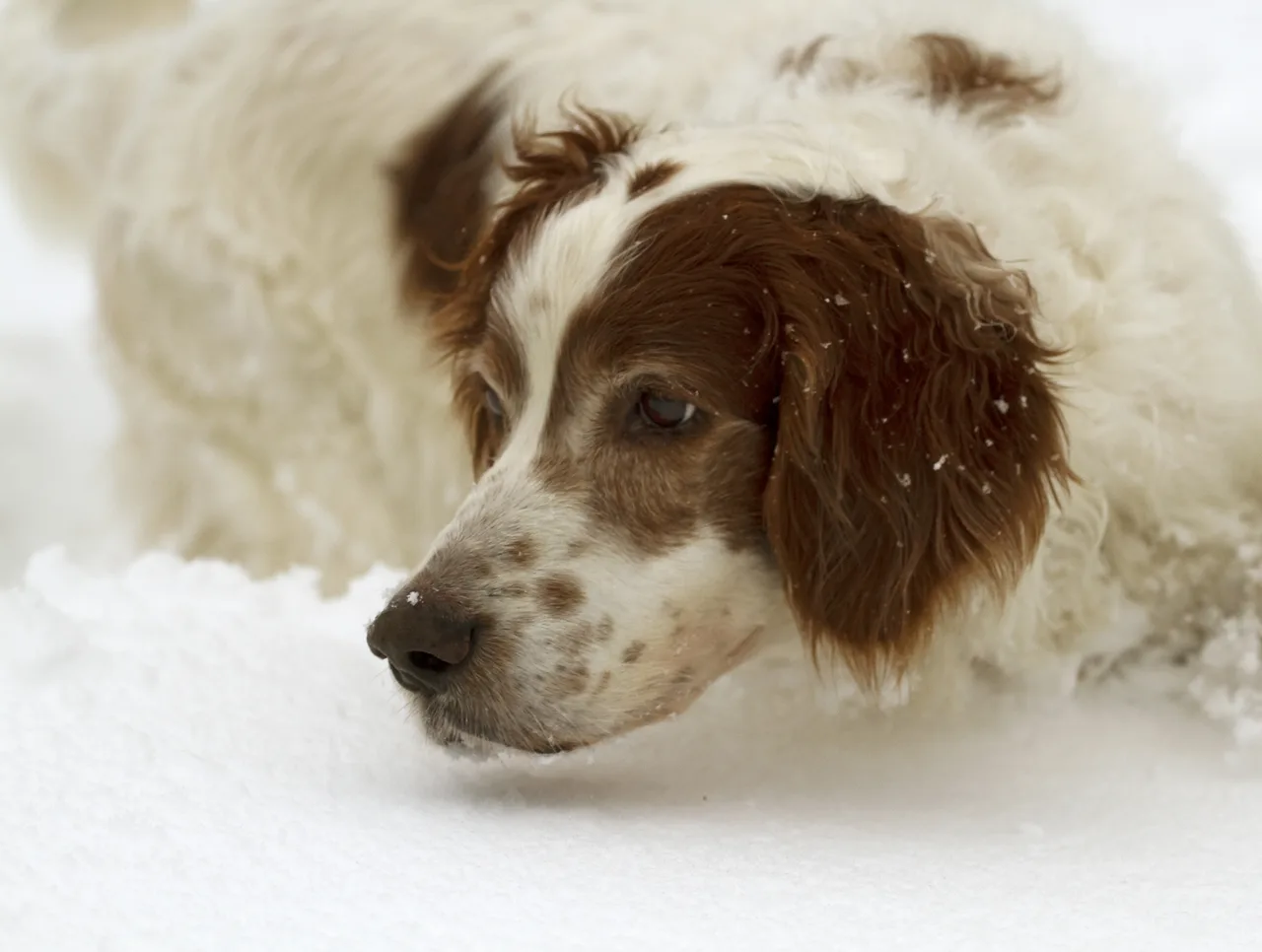 Ierse rood-witte Setter