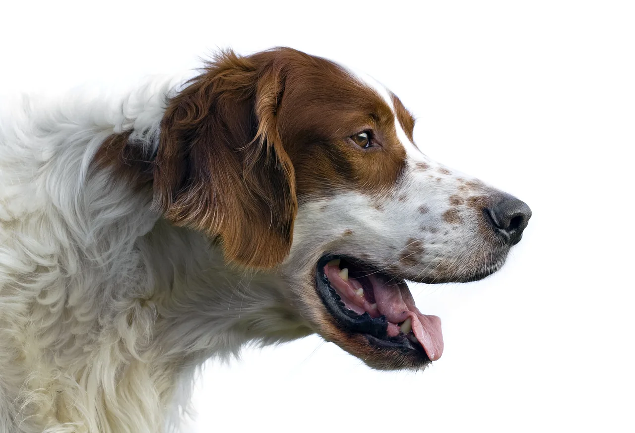 Ierse rood-witte Setter