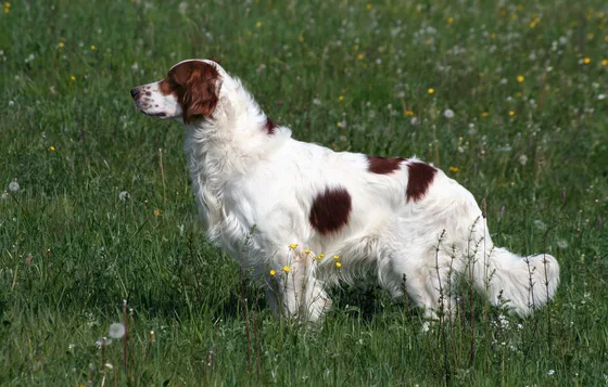 Ierse rood-witte Setter