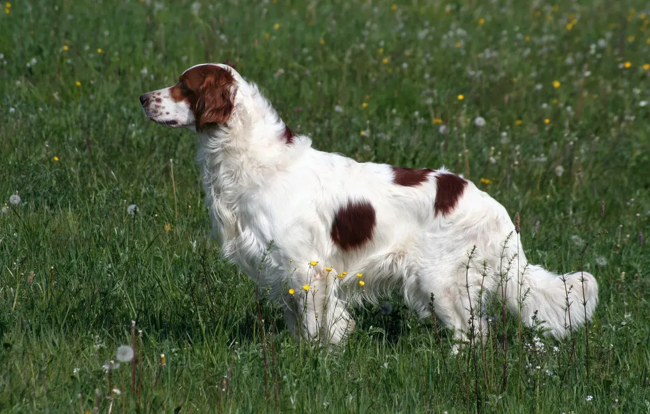 Ierse rood-witte Setter