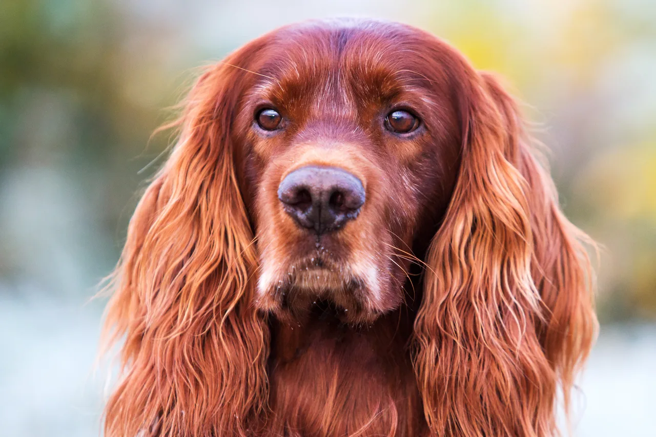 Ierse Setter