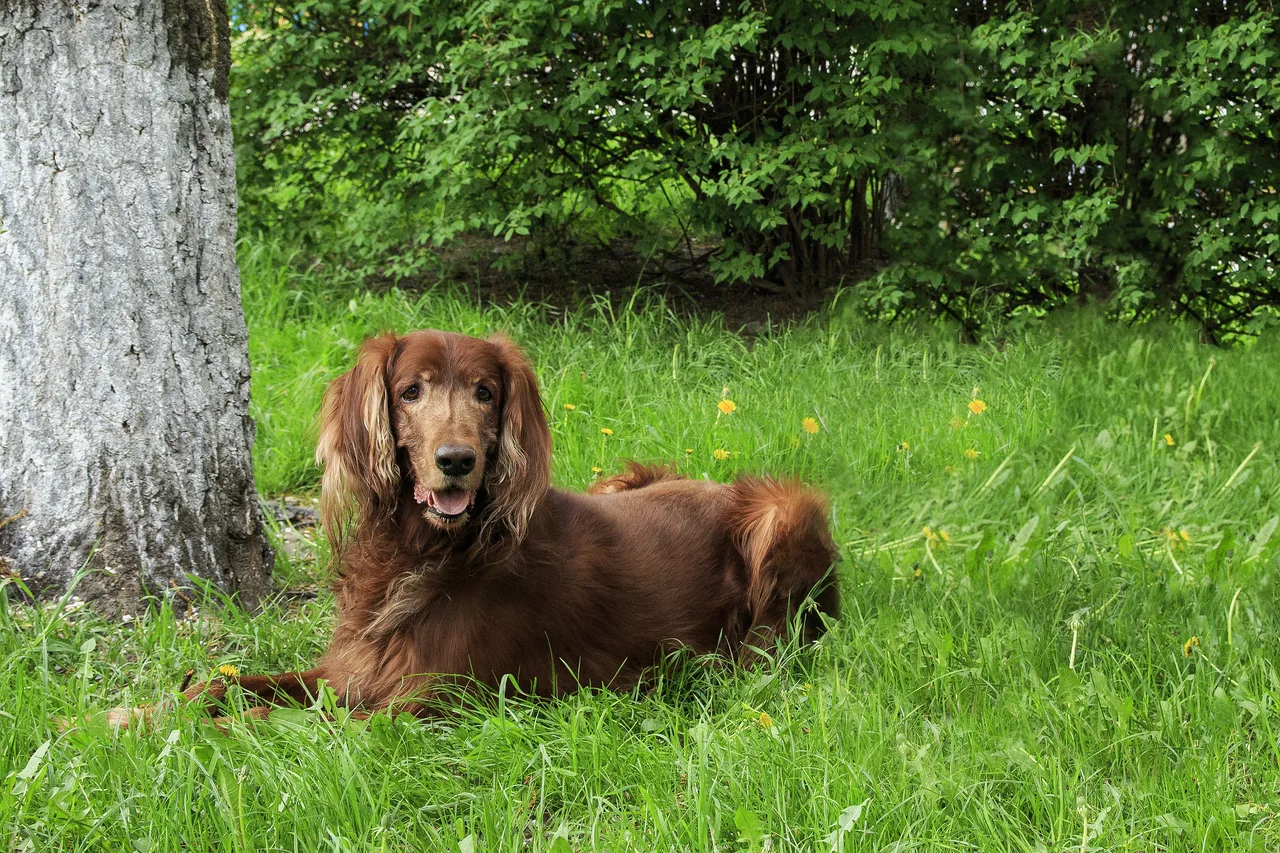 Ierse Setter