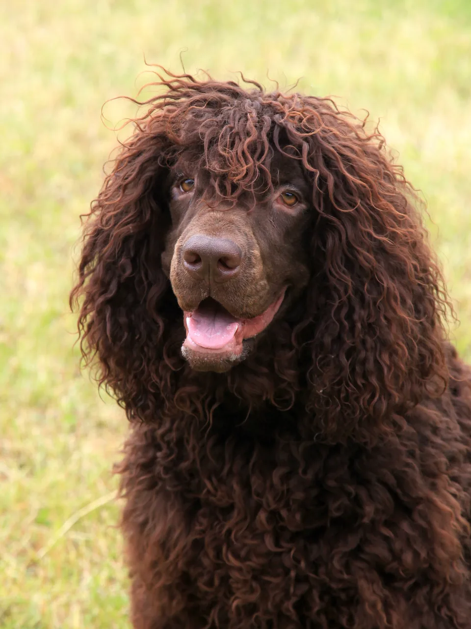 Ierse Water Spaniel