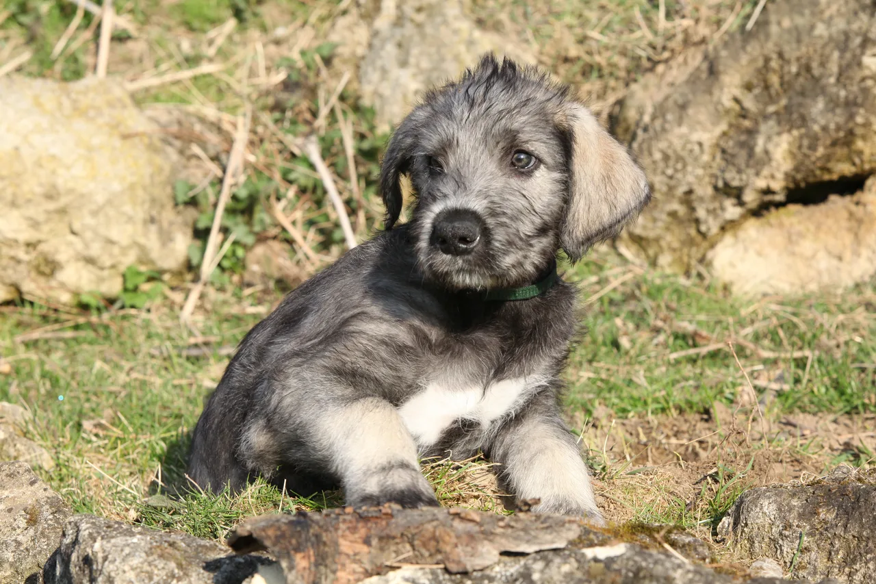 Ierse Wolfshond