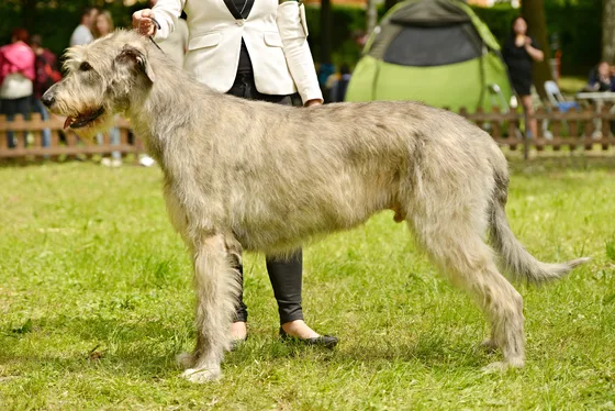 Ierse Wolfshond