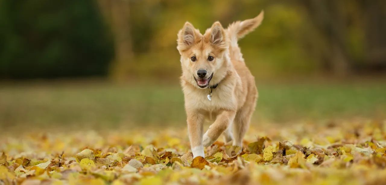 IJslandse Hond