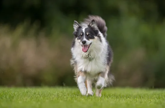 IJslandse Hond