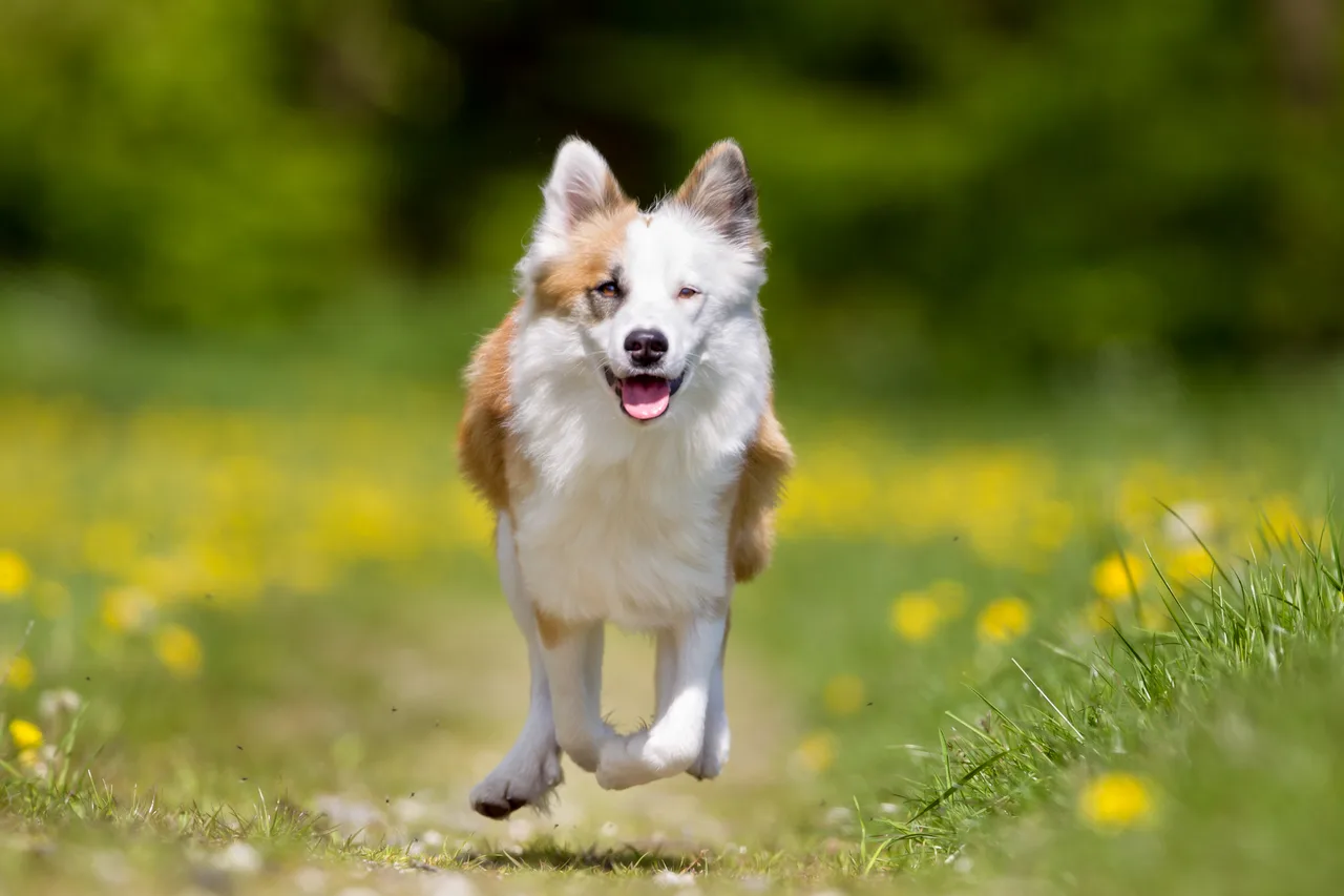 IJslandse Hond