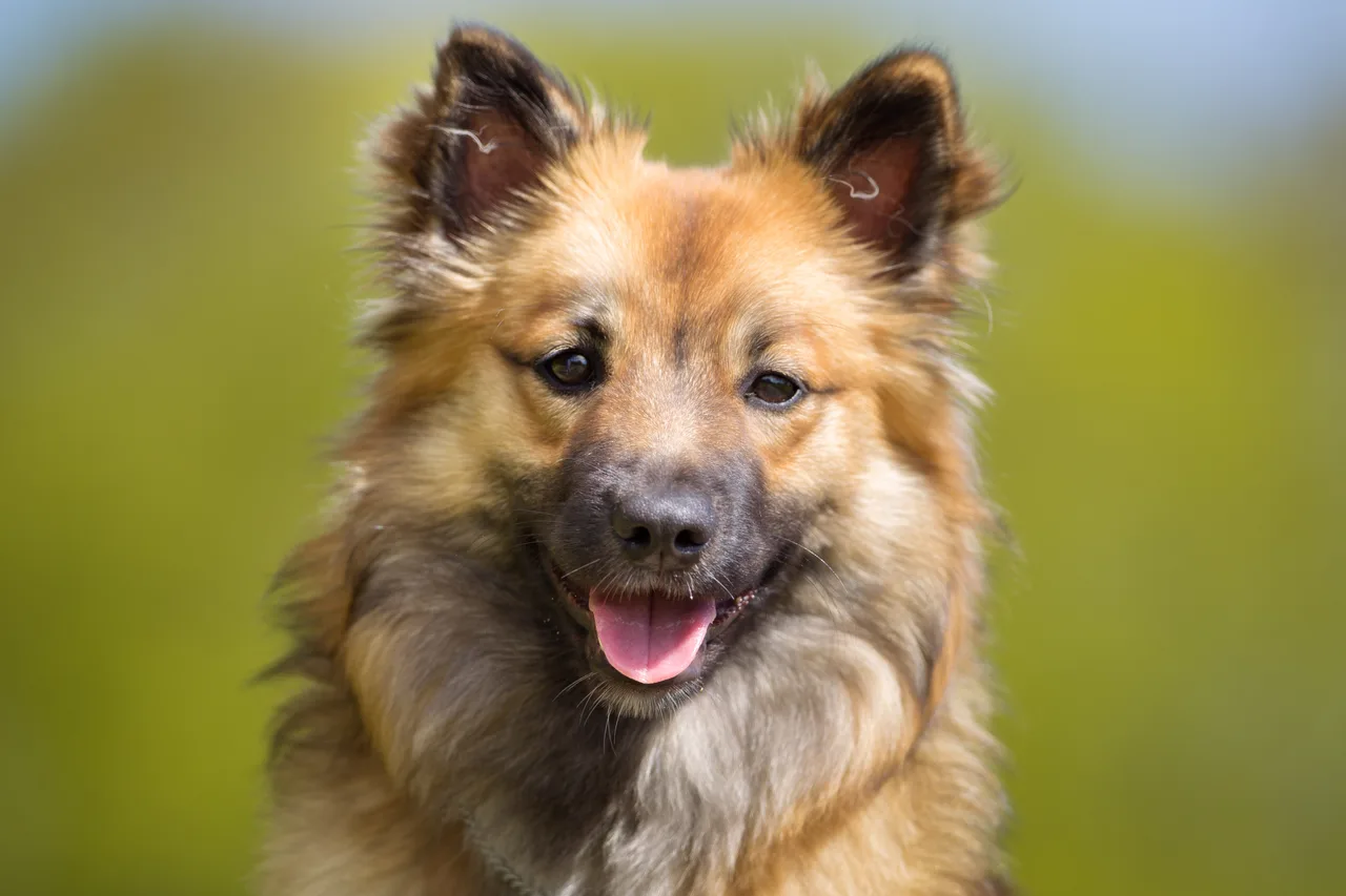 IJslandse Hond