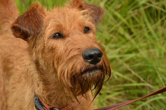 Irish Glen of Imaal Terrier