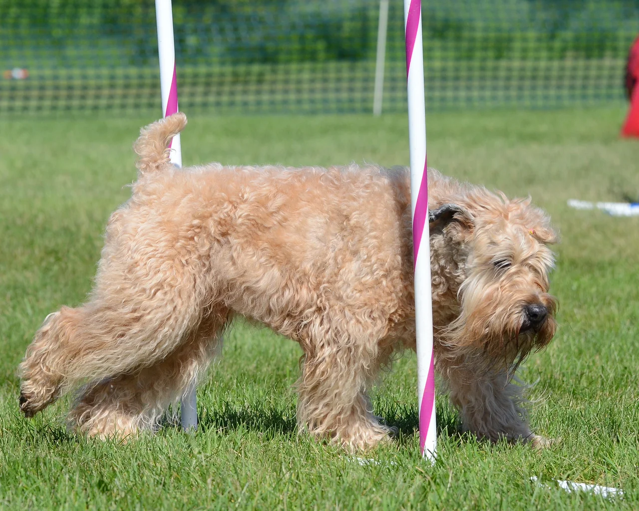 Irish Soft Coated Wheaten Terrier