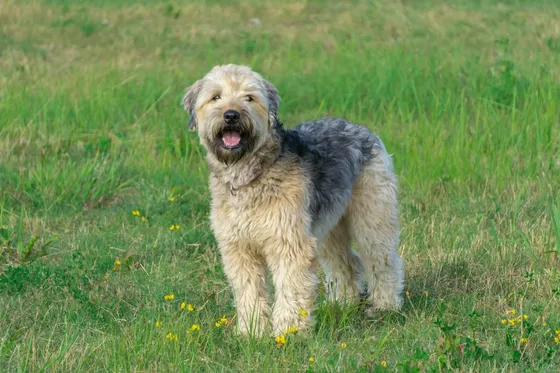 Irish Soft Coated Wheaten Terrier