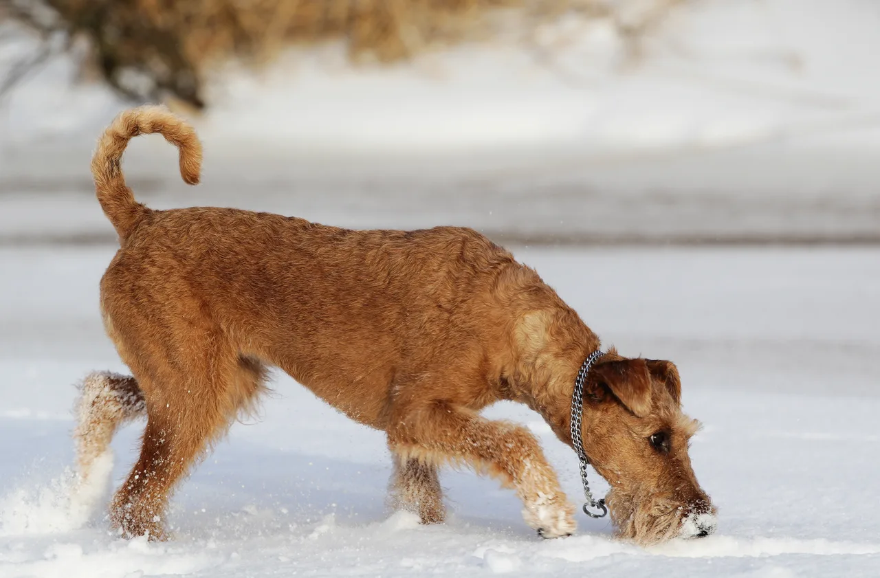 Ierse Terrier