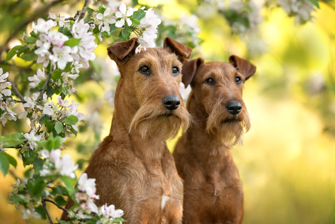 Ierse Terrier