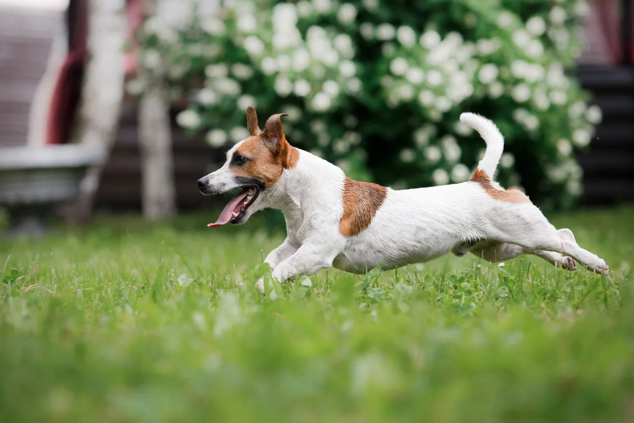 Jack Russell Terrier