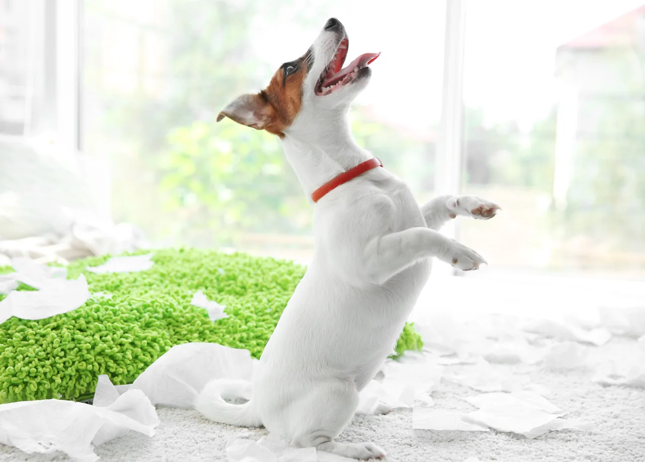 Jack Russell Terrier