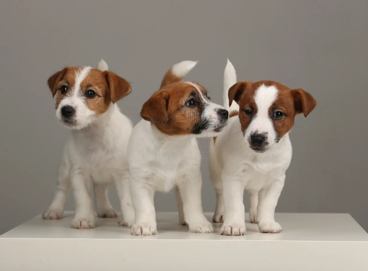 Jack Russell Terrier