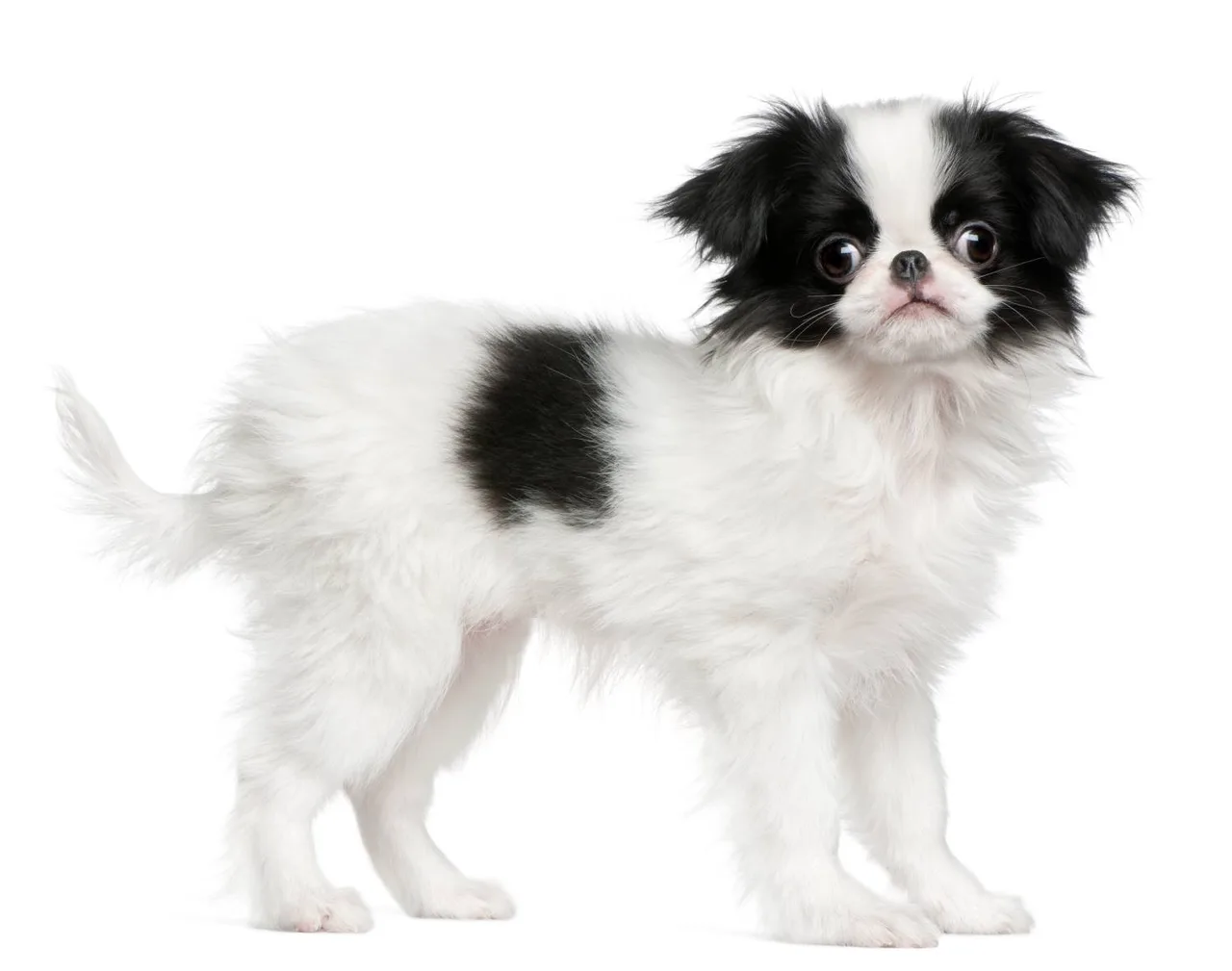 Japanse Chin pup