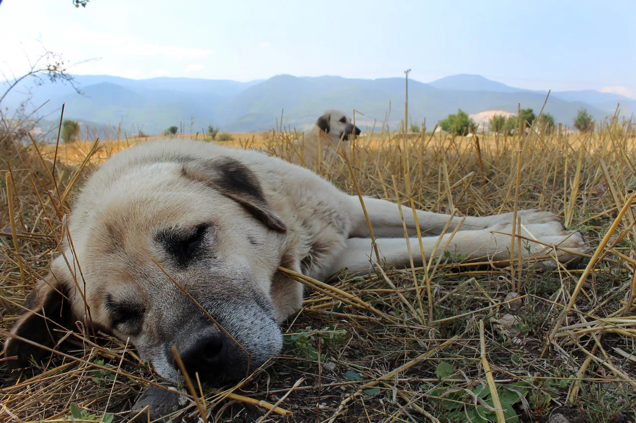 Kangal