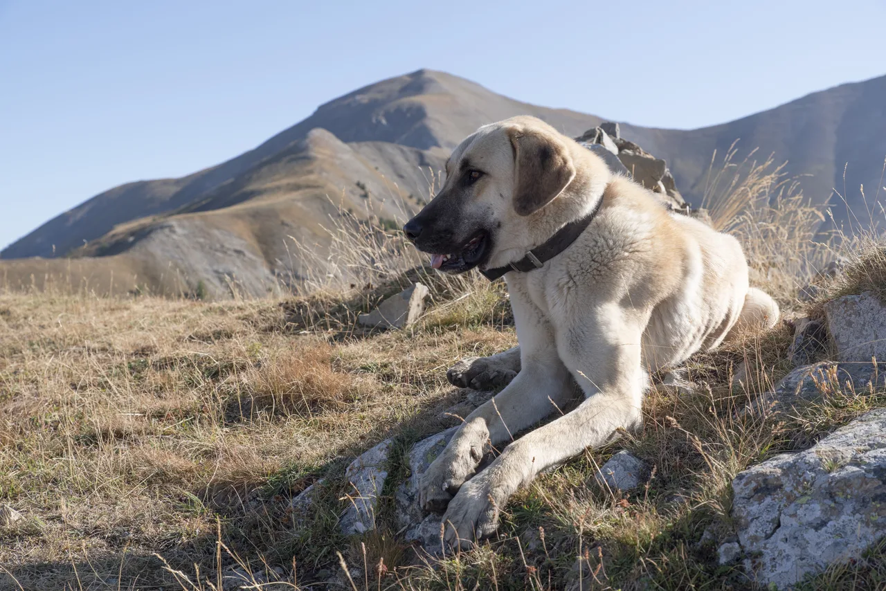 Kangal