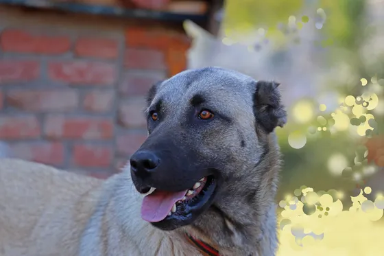 Kangal