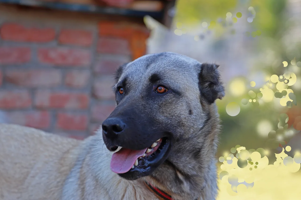 Kangal