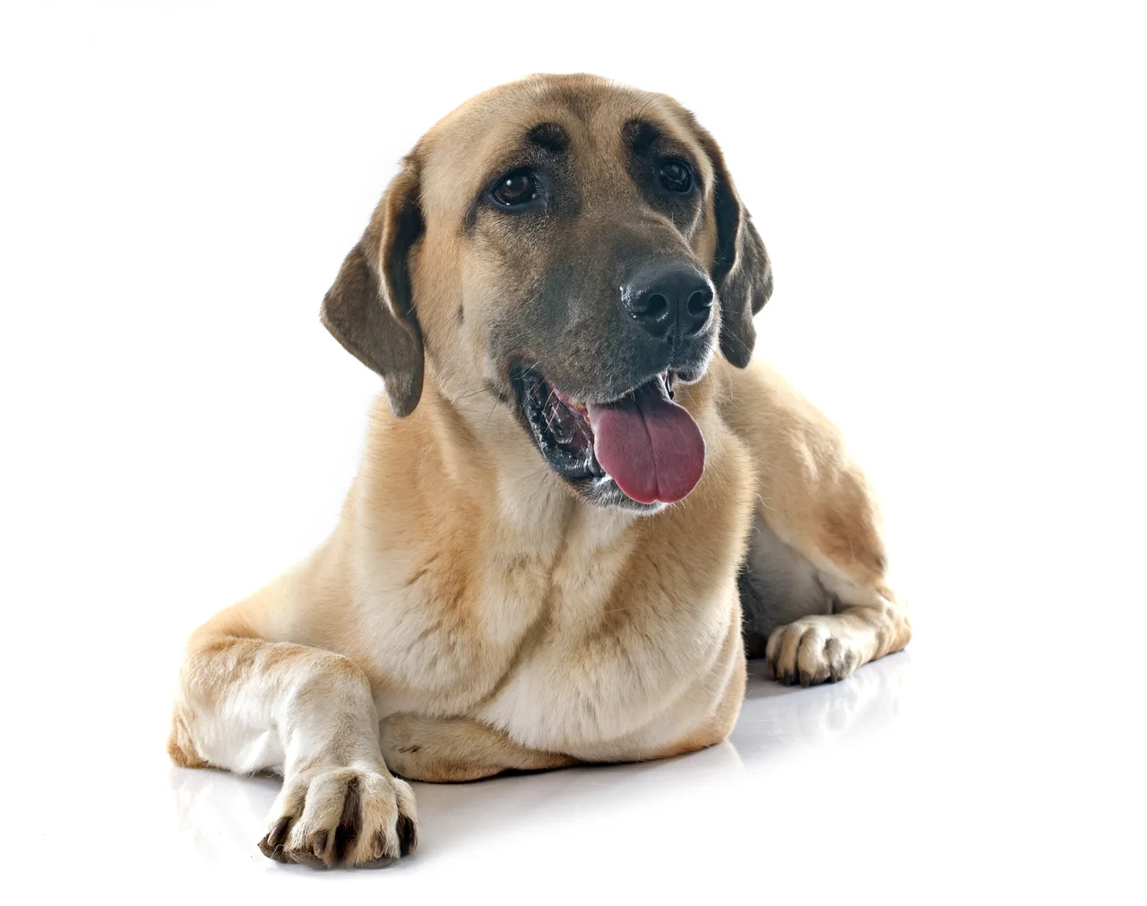 Kangal