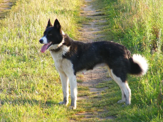 Karelische Berenhond