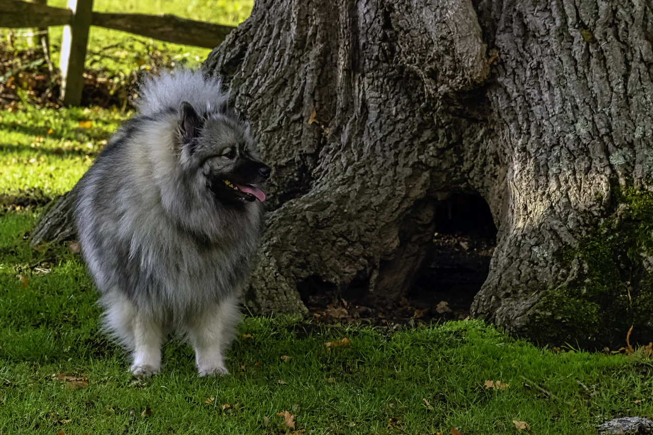 Keeshond