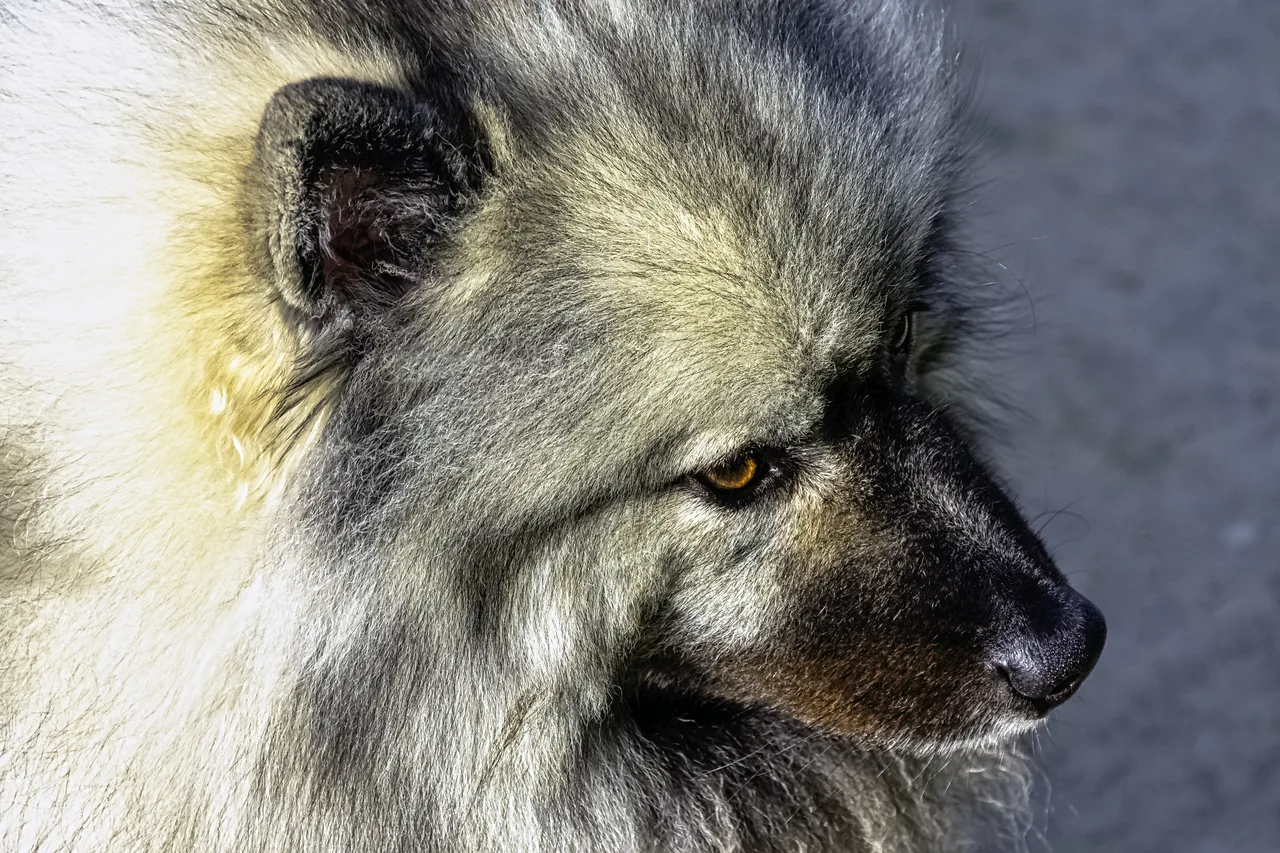 Keeshond