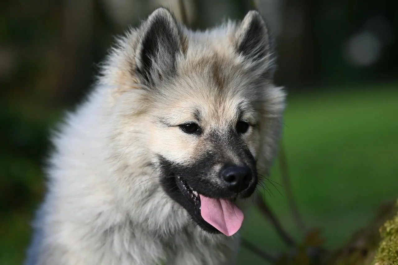 Keeshond