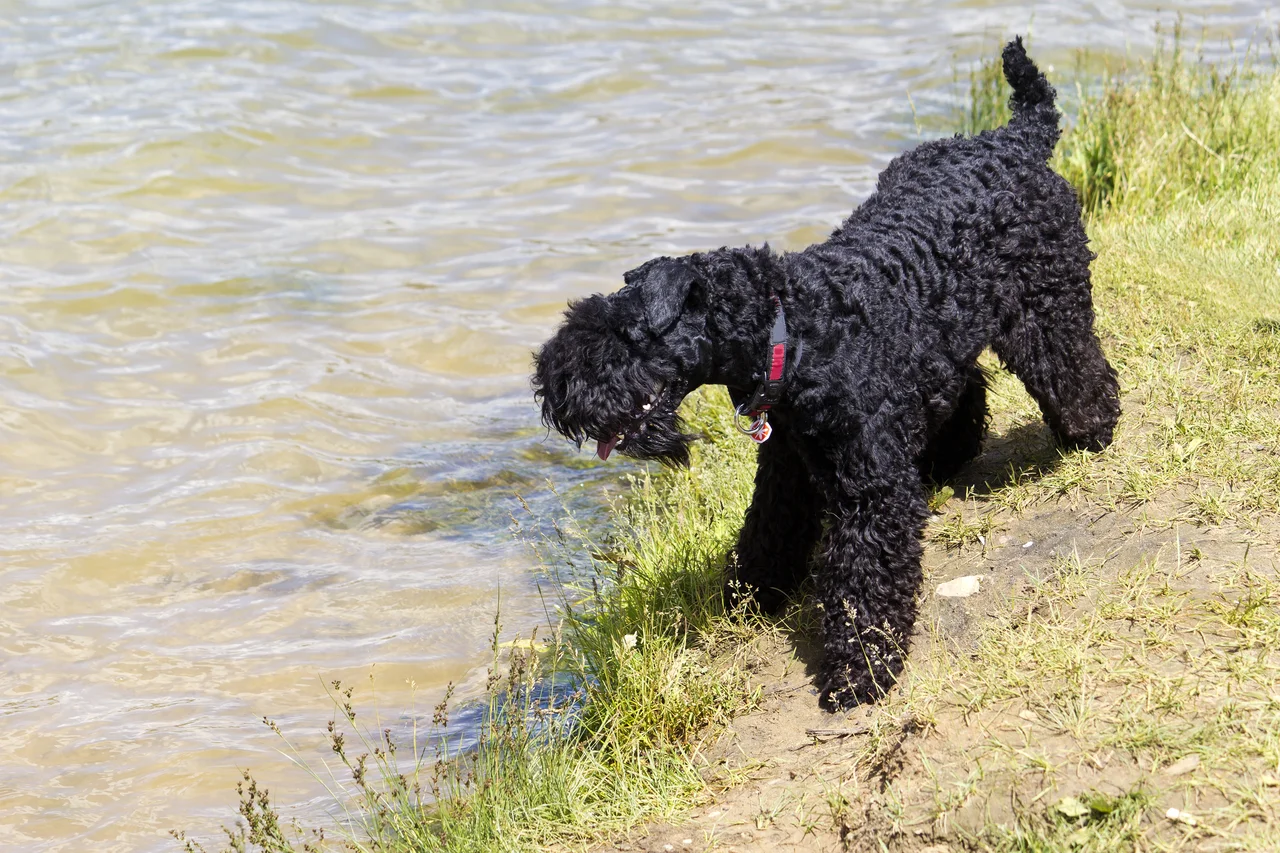 Kerry Blue Terrier pup